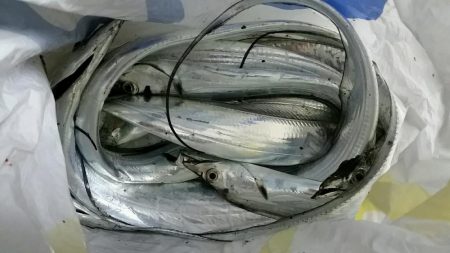 今朝も活性高し。テンポよく8匹ゲット。